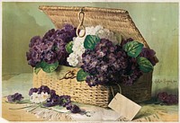             Invoice of violets          