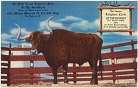             The only Texas Longhorn Steer in the Southwest, shown in native corral at the New Mexico Museum of the Old West, on Highway 66          