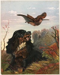             Cocker and woodcock          