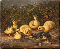             Group of ducklings          