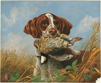             Pointer and quail          