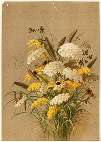             Hemlock, ox-eye grasses and golden rod           by Ellen Thayer Fisher