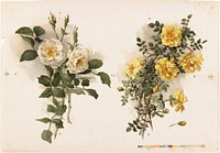             Two bunches of yellow roses          