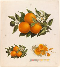             Oranges and poppies          