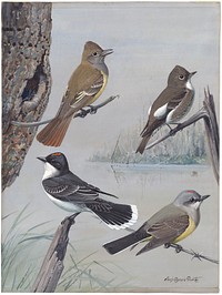             Plate 55: Crested Flycatcher, Olive-sided Flycatcher, Kingbird, Arkansas Kingbird           by Louis Agassiz Fuertes