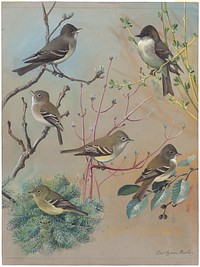             Plate 56: Wood Pewee, Phoebe, Least Flycatcher, Acadian Flycatcher, Alden Flycatcher, Yellow-bellied Flycatcher           by Louis Agassiz Fuertes