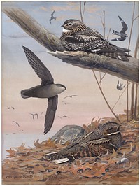             Plate 53: Nighthawk, Chimney Swift, Whip-poor-will           by Louis Agassiz Fuertes