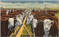             One of the many White Face Cattle Stockyards in Midland, Texas          