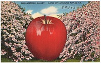             Shenandoah Valley, land of luscious apples, VA.          