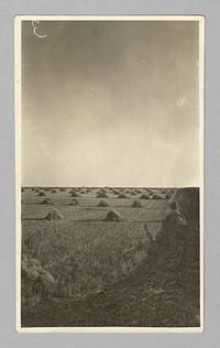 Untitled (wheat fields)