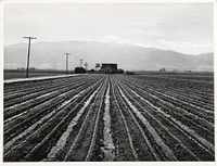 Young Lettuce, Salinas, California by Russell Lee