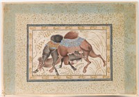 Two Camels Fighting