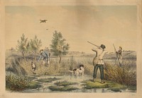 Wild duck hunting