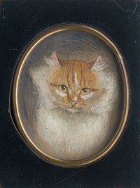 Head of a cat