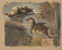 Study of ducks on the water i.  by Friedrich Carl von Scheidlin