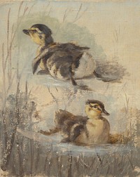 Study of ducks on the water ii.  by Friedrich Carl von Scheidlin