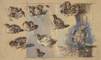 Study of chicks  by Friedrich Carl von Scheidlin