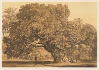 Mary's tree near cairo, Karol ľudovít Libay