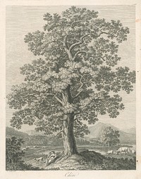 Oak