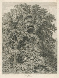 Japanese sophora