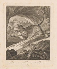 A lioness jumping, Johann Elias Ridinger