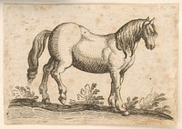 A horse