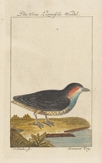 1st illustration, Johann Georg Schmidt