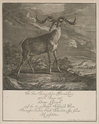 Deer, shot in 1736 in würtenberg