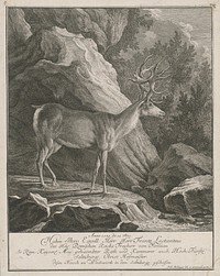 Deer of francis lactans, Johann Elias Ridinger