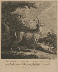 Deer with white spots