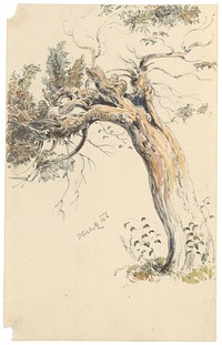 Study of an old tree trunk  by Friedrich Carl von Scheidlin