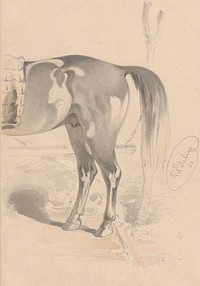 Detail study of the back of a horse  by Friedrich Carl von Scheidlin