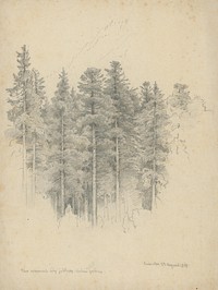 Study of coniferous trees