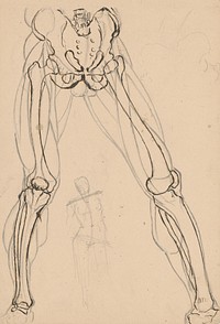 Study of the skeleton and musculature of the legs