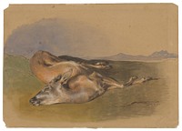 Dead doe  by Friedrich Carl von Scheidlin