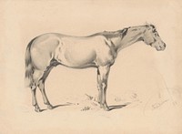 Study of a horse i.  by Friedrich Carl von Scheidlin