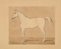 Study of a horse ii.  by Friedrich Carl von Scheidlin