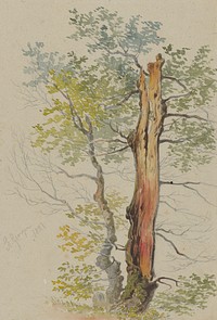 Study of old and young tree  by Friedrich Carl von Scheidlin