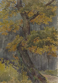 Study of broadleaved tree.  by Friedrich Carl von Scheidlin