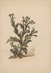 Study of a thistle  by Friedrich Carl von Scheidlin