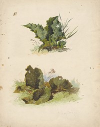 Study of broadleaved plants  by Friedrich Carl von Scheidlin