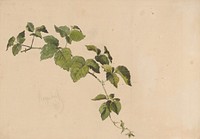 Blackberry sprig  by Friedrich Carl von Scheidlin