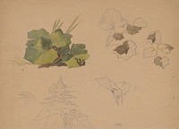 Study of leaves ii.  by Friedrich Carl von Scheidlin