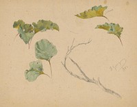 Study of leaves iii.  by Friedrich Carl von Scheidlin