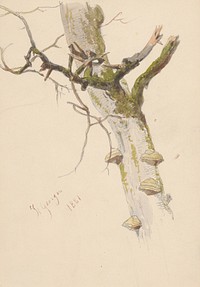 Study of tree trunk with branches and mushrooms  by Friedrich Carl von Scheidlin