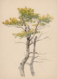 Study of deciduous tree by Friedrich Carl von Scheidlin