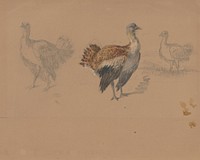 Study of turkeys  by Friedrich Carl von Scheidlin