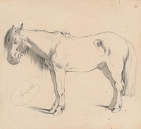 Study of a horse with long mane ii. by Friedrich Carl von Scheidlin by Friedrich Carl von Scheidlin