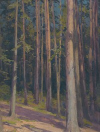 Fir forest by Lajos Csordák