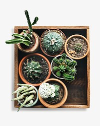 Different kinds of cactus isolated design